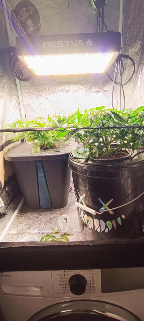 Frosted guava vs Lemon Cherry Gelato. Week 5