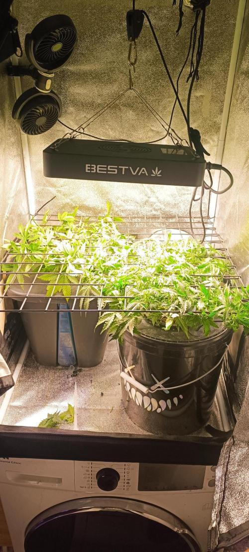 Frosted guava vs Lemon Cherry Gelato. Week 5