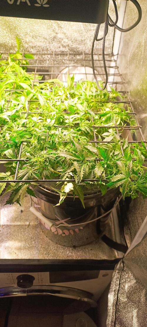 Frosted guava vs Lemon Cherry Gelato. Week 5