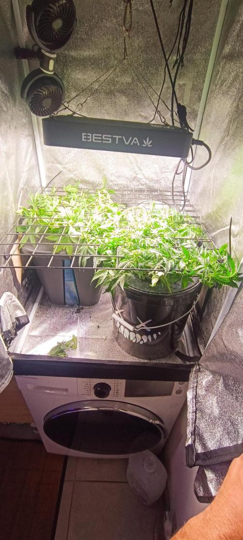 Frosted guava vs Lemon Cherry Gelato. Week 5