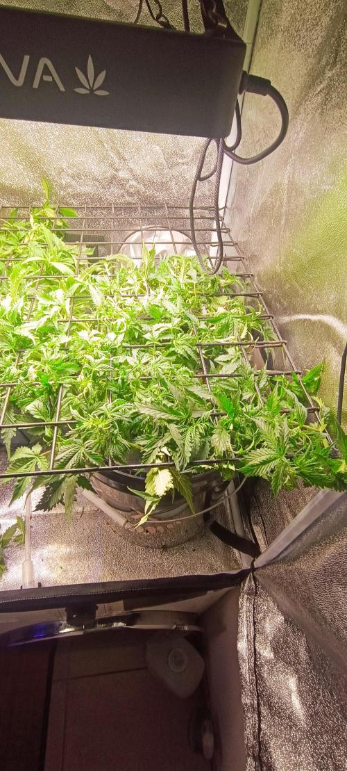 Frosted guava vs Lemon Cherry Gelato. Week 5