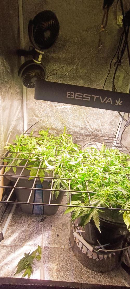 Frosted guava vs Lemon Cherry Gelato. Week 5