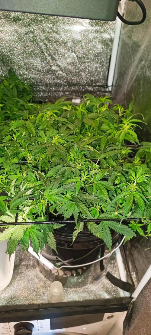 Frosted guava vs Lemon Cherry Gelato. Week 6