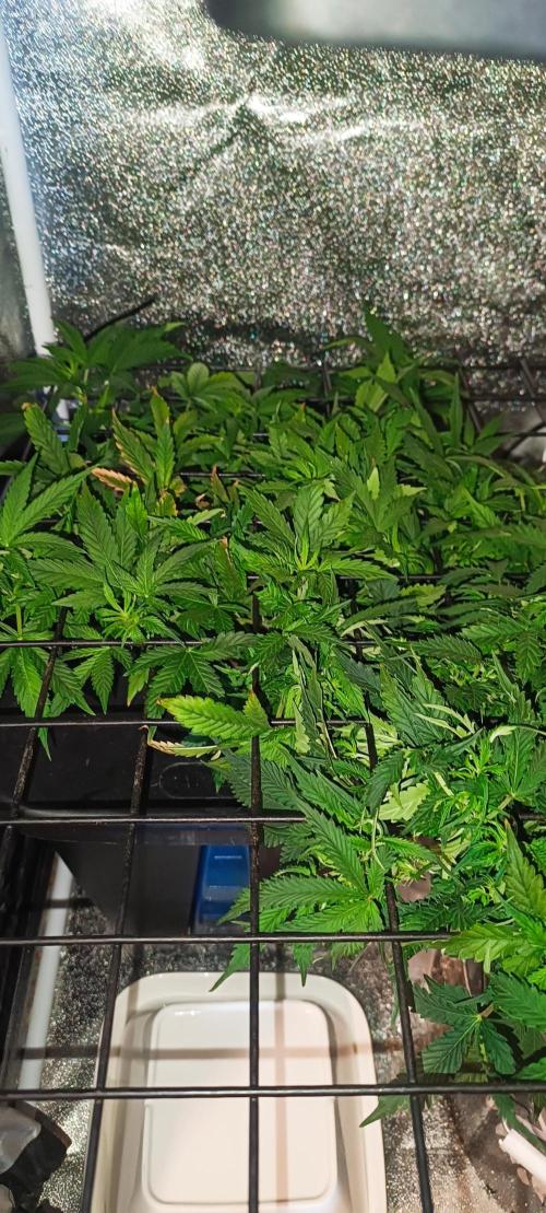 Frosted guava vs Lemon Cherry Gelato. Week 6