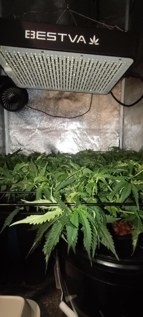 Frosted guava vs Lemon Cherry Gelato. Week 6