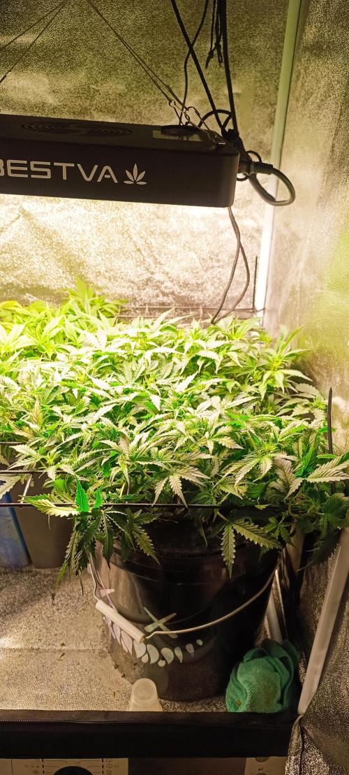 Frosted guava vs Lemon Cherry Gelato. Week 6