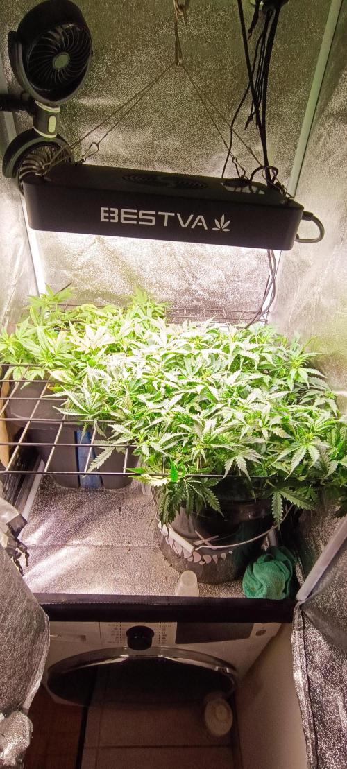 Frosted guava vs Lemon Cherry Gelato. Week 6