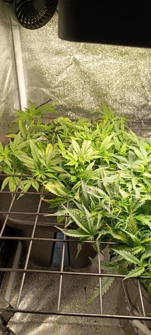 Frosted guava vs Lemon Cherry Gelato. Week 6