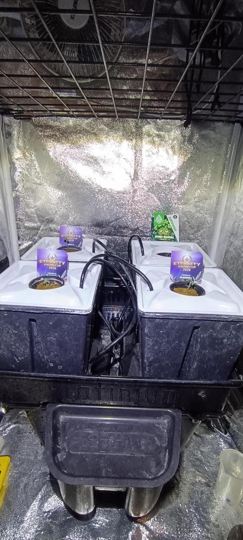 French Eternity Grow Cup 2026. Week 1 - 4 sticky Broccoli 
Premier jour de croissance
Jour 1 
26 janvier 2026
