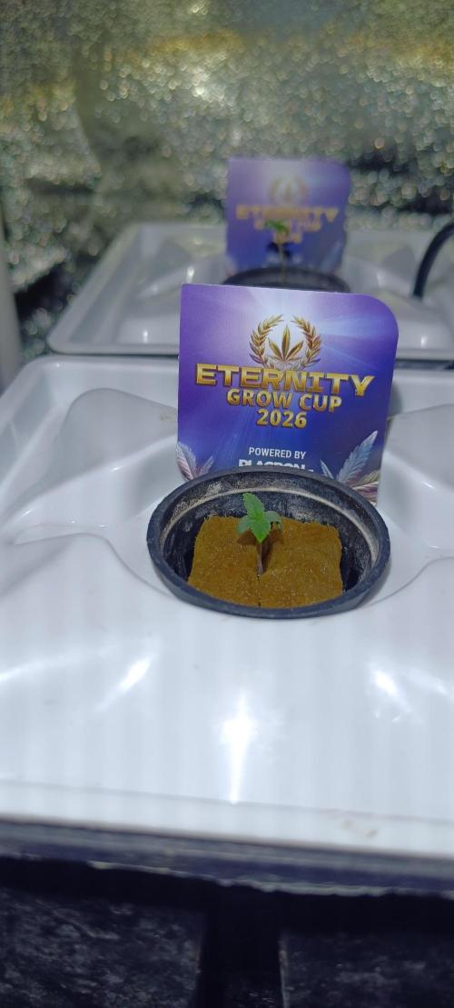 French Eternity Grow Cup 2026. Week 1 - Sticicky brocoli 1