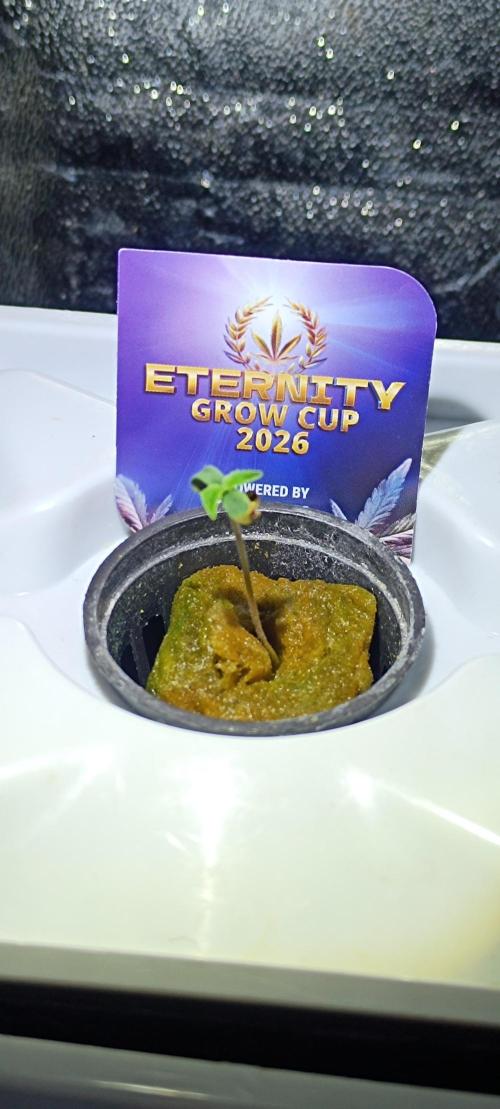 French Eternity Grow Cup 2026. Week 1 - Sticky Broccoli 3