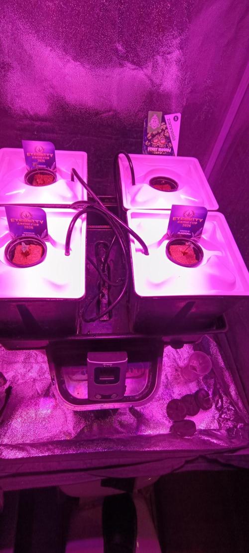 French Eternity Grow Cup 2026. Week 1