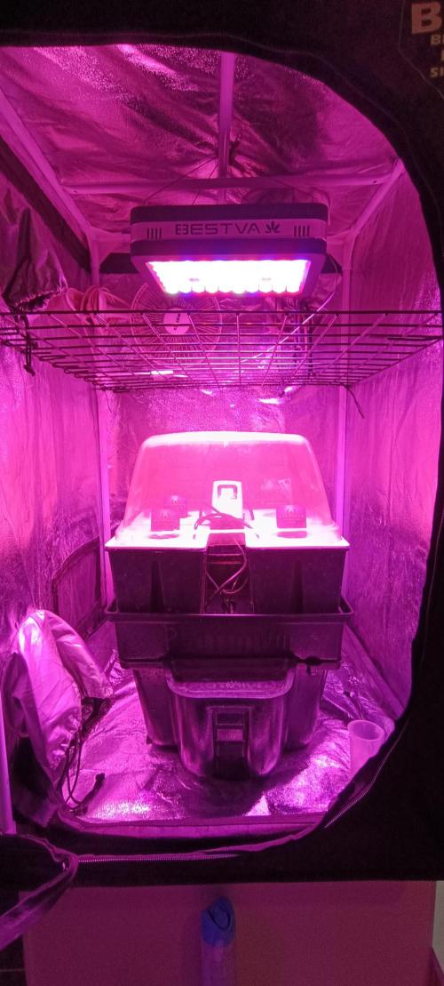 French Eternity Grow Cup 2026. Week 1