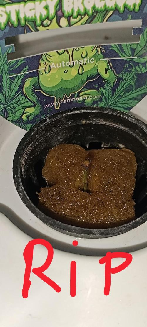 French Eternity Grow Cup 2026. Week 1 - RIP