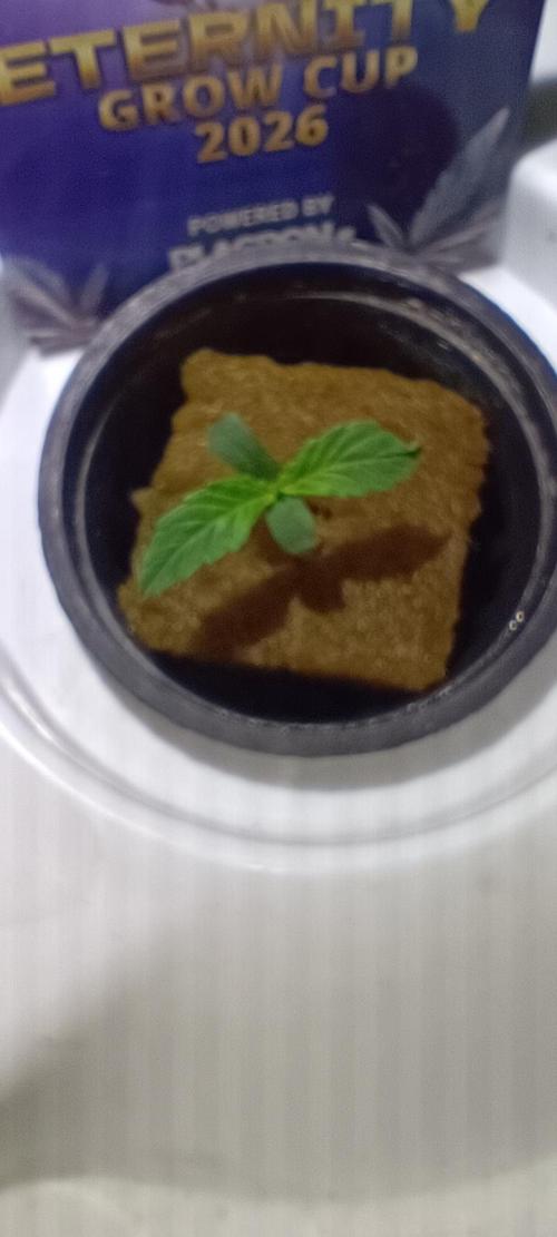 French Eternity Grow Cup 2026. Week 1 - Jour 3