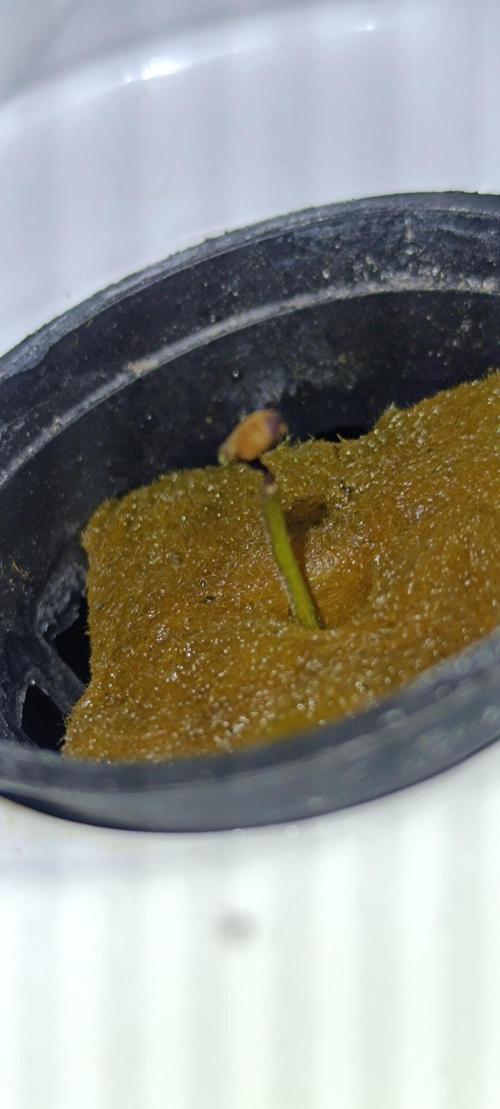 French Eternity Grow Cup 2026. Week 1 - La plante va mourir la tige de la plante devient noir et pas de développement