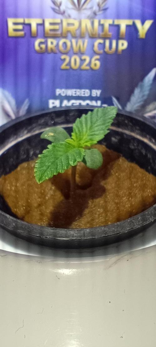 French Eternity Grow Cup 2026. Week 1 - Jour 3