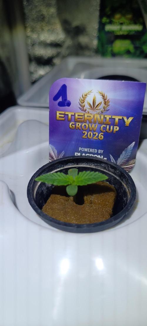 French Eternity Grow Cup 2026. Week 1 - Jour 3
