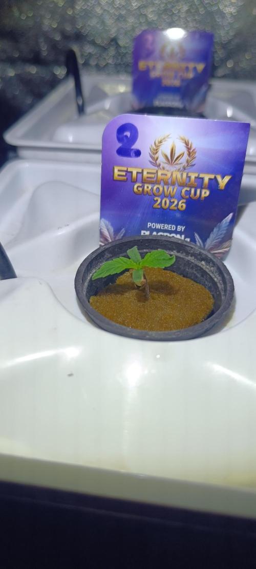 French Eternity Grow Cup 2026. Week 1 - Jour 3