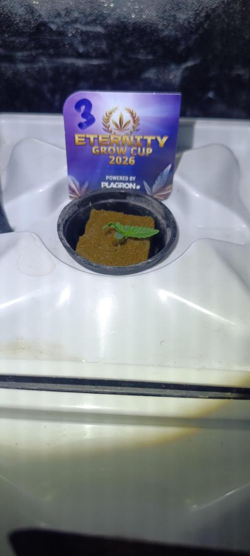 French Eternity Grow Cup 2026. Week 1 - Jour 3