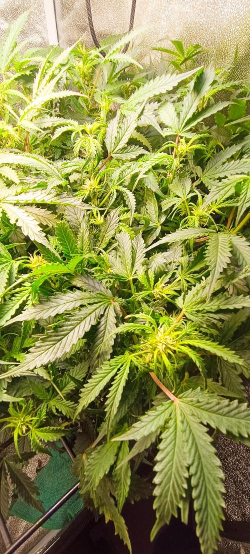 Frosted guava vs Lemon Cherry Gelato. Week 6