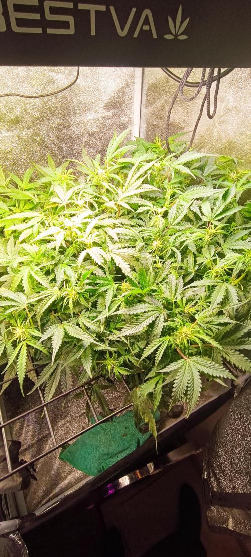 Frosted guava vs Lemon Cherry Gelato. Week 6