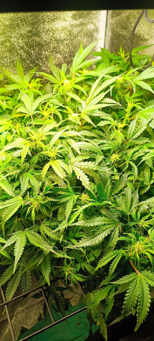 Frosted guava vs Lemon Cherry Gelato. Week 6