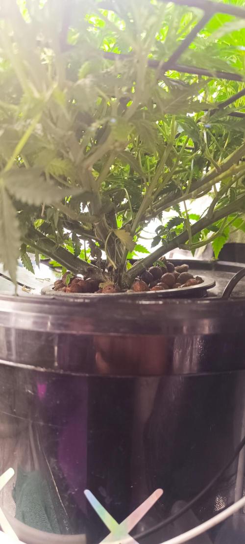 Frosted guava vs Lemon Cherry Gelato. Week 6