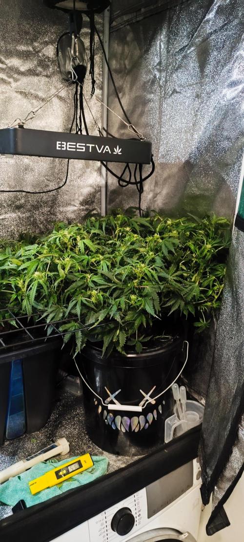 Frosted guava vs Lemon Cherry Gelato. Week 7