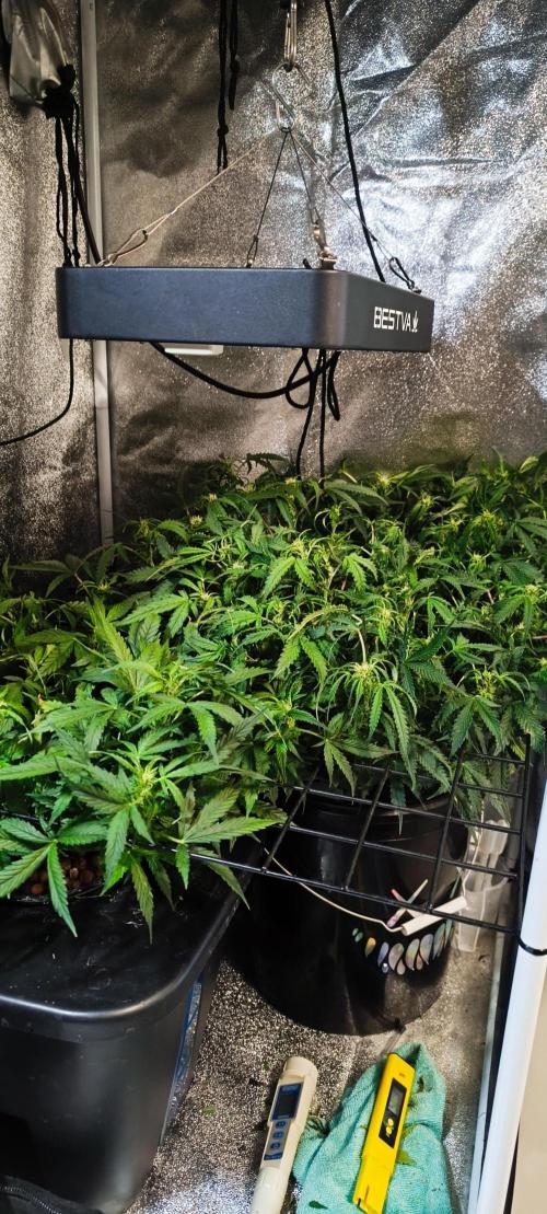 Frosted guava vs Lemon Cherry Gelato. Week 7