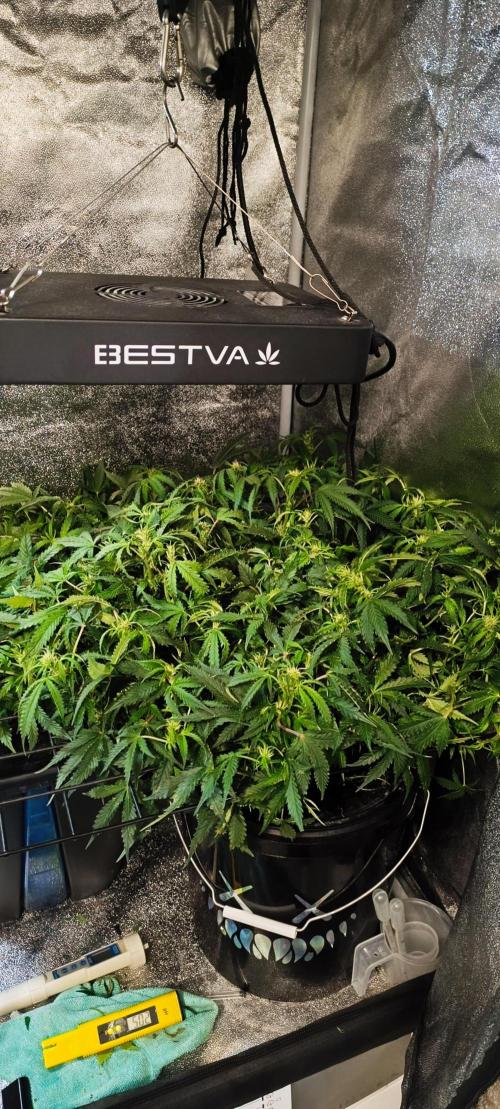 Frosted guava vs Lemon Cherry Gelato. Week 7