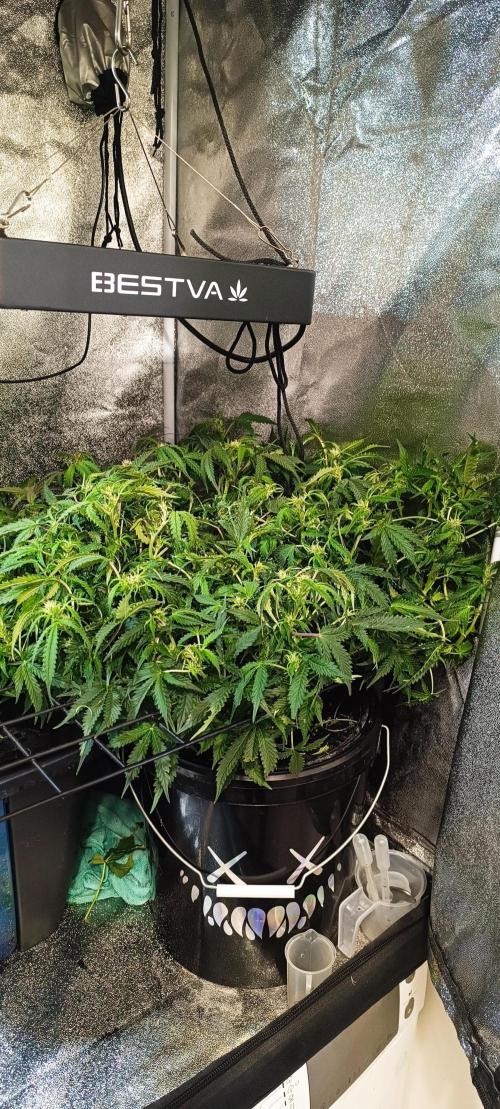 Frosted guava vs Lemon Cherry Gelato. Week 7