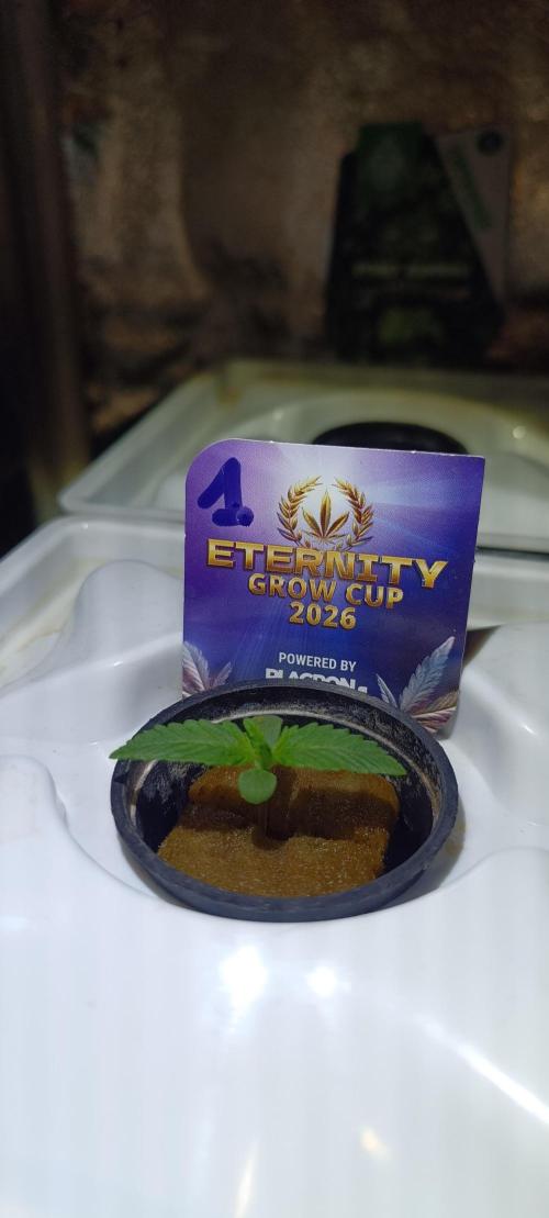 French Eternity Grow Cup 2026. Week 1 - Jour 4