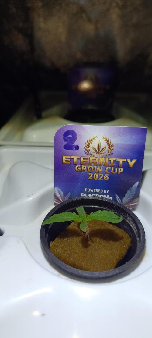 French Eternity Grow Cup 2026. Week 1 - Jour 4 