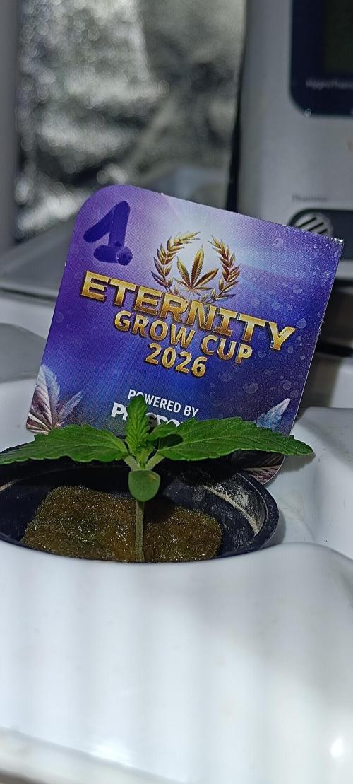 French Eternity Grow Cup 2026. Week 1 - Jour 5