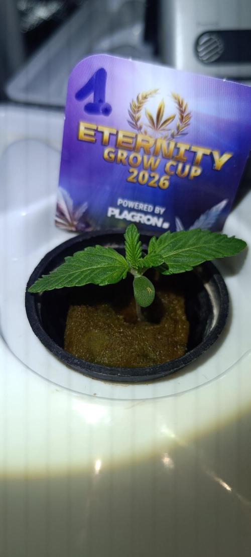 French Eternity Grow Cup 2026. Week 1 - Jour 5
