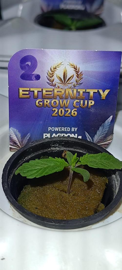 French Eternity Grow Cup 2026. Week 1 - Jour 5