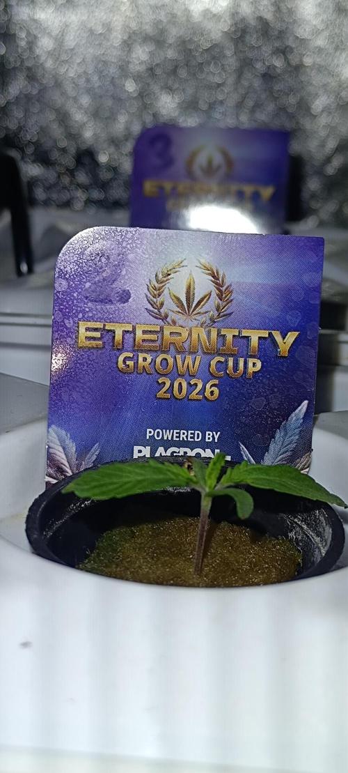 French Eternity Grow Cup 2026. Week 1 - Jour 5