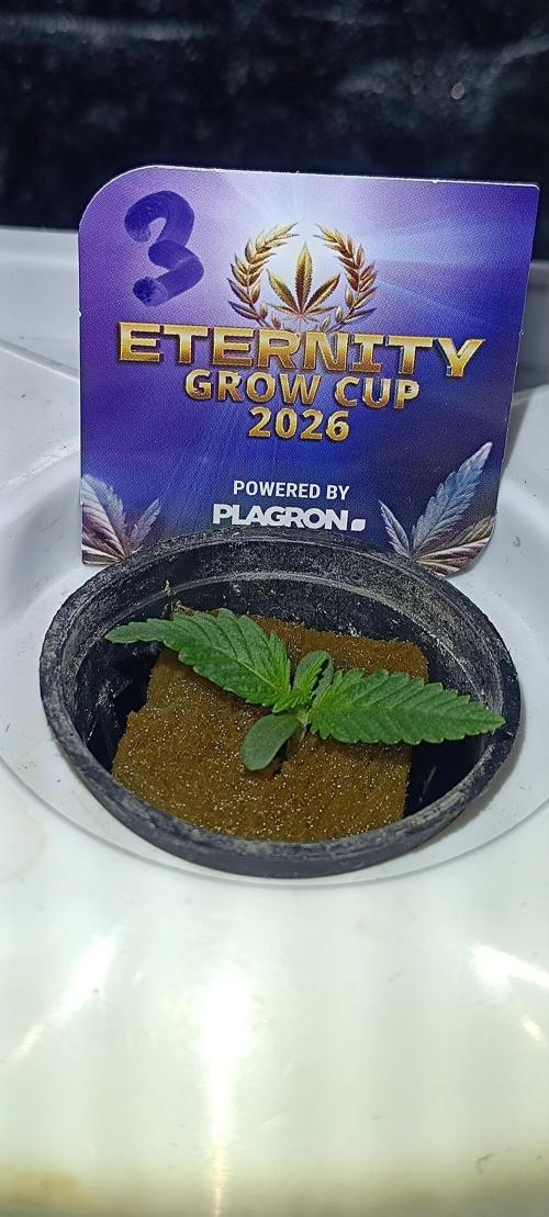 French Eternity Grow Cup 2026. Week 1 - Jour 5