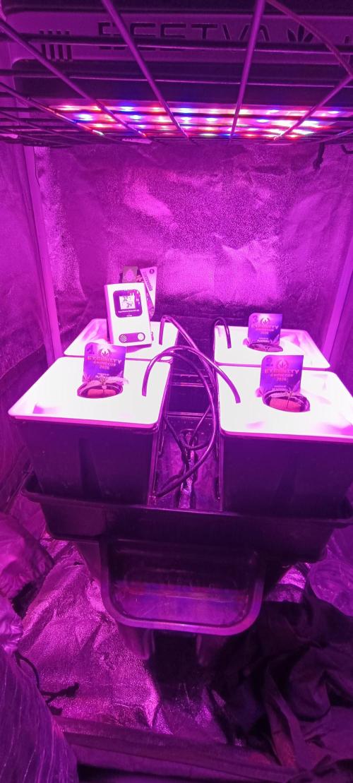 French Eternity Grow Cup 2026. Week 1