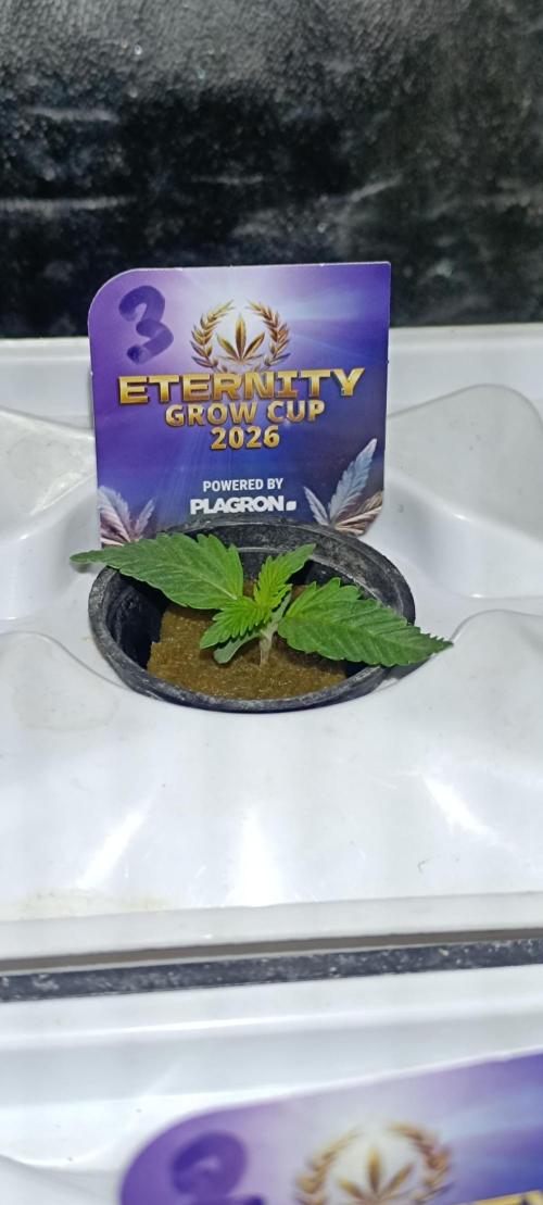 French Eternity Grow Cup 2026. Week 1 - Jour 6
