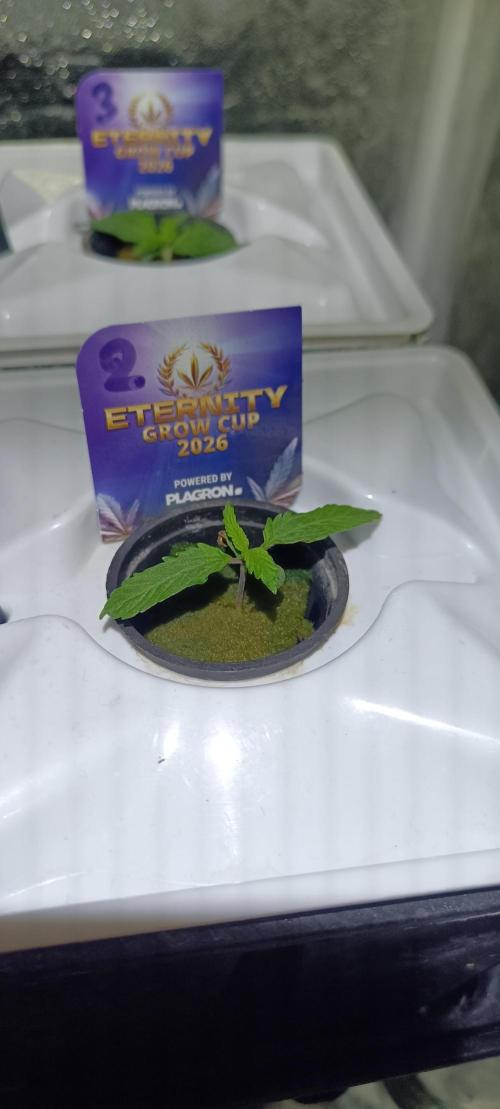 French Eternity Grow Cup 2026. Week 1 - Jour 6