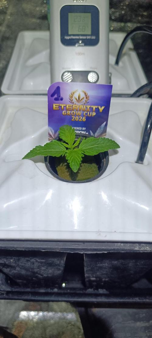 French Eternity Grow Cup 2026. Week 1 - Jour 6