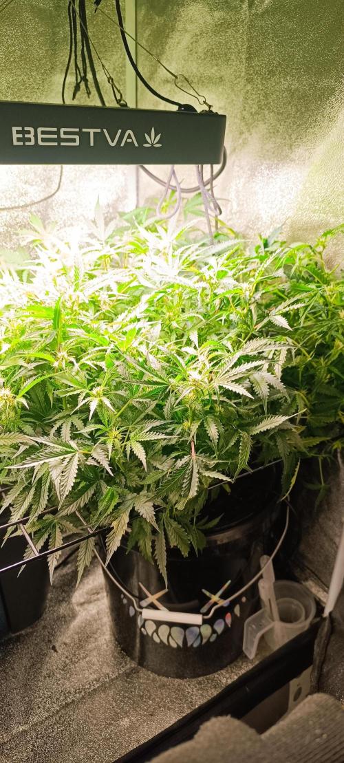 Frosted guava vs Lemon Cherry Gelato. Week 7