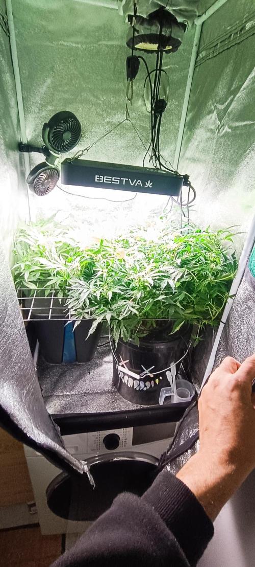 Frosted guava vs Lemon Cherry Gelato. Week 7