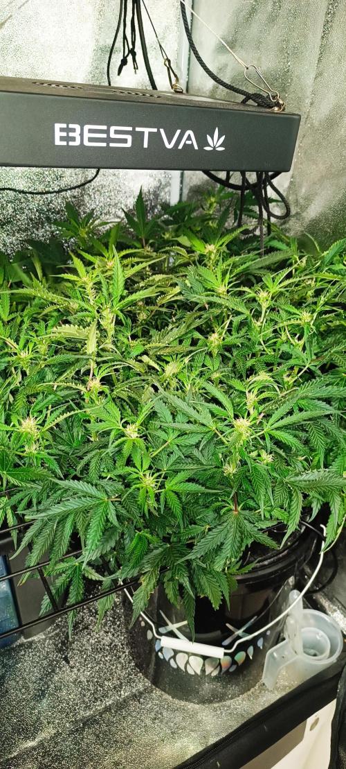 Frosted guava vs Lemon Cherry Gelato. Week 7