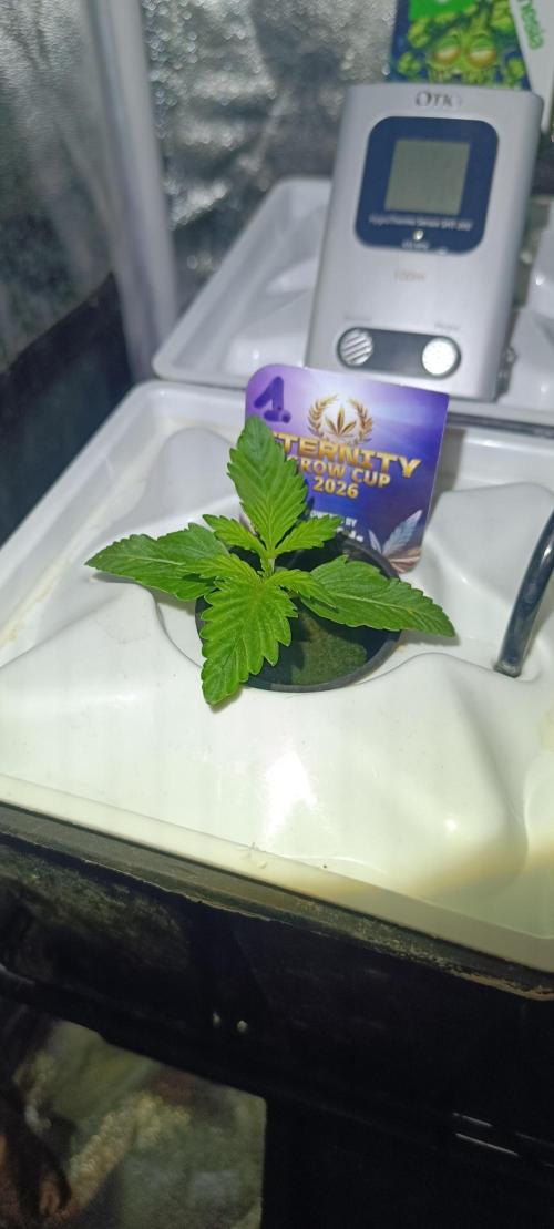 French Eternity Grow Cup 2026. Week 2 - Jour 8