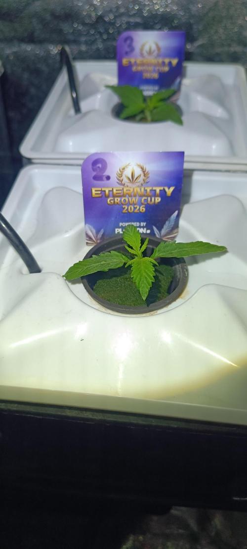 French Eternity Grow Cup 2026. Week 2 - Jour 8