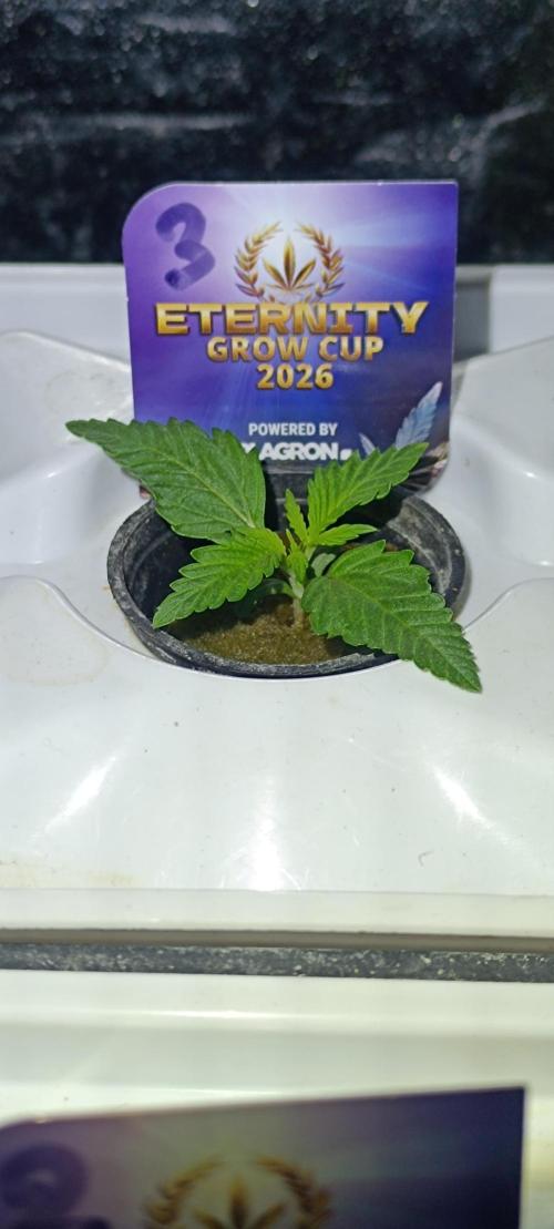 French Eternity Grow Cup 2026. Week 2 - Jour 8