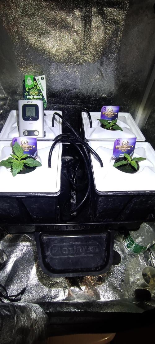 French Eternity Grow Cup 2026. Week 2 - Jour 8